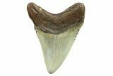 Fossil Megalodon Tooth - North Carolina #298837-1